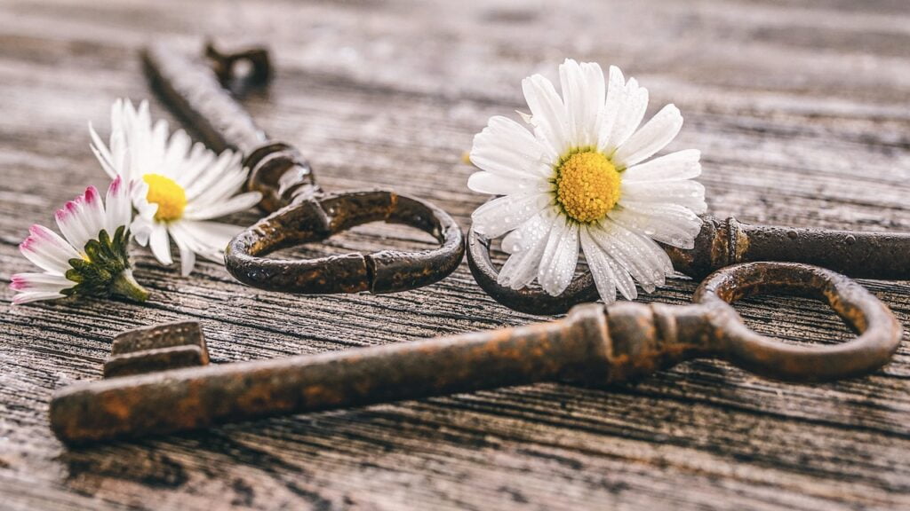 daisy, white, key